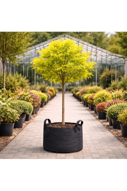 Гледичія Санберст фото